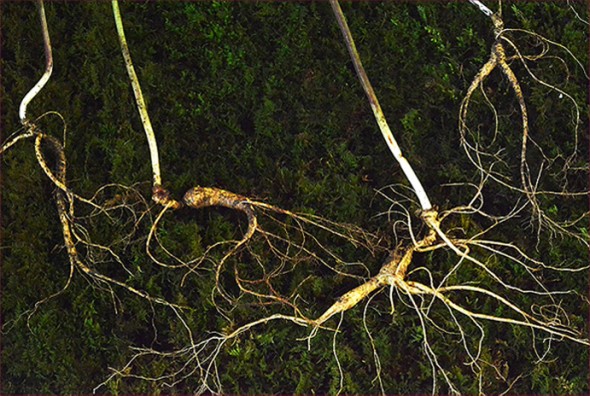 야생산삼 특상 5뿌리